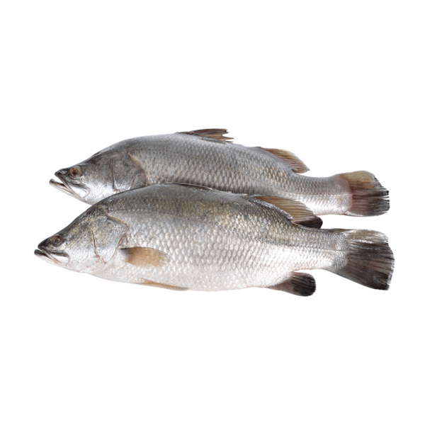 Barramundi - 1Kg