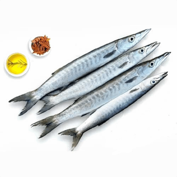 Barracuda - 2Kg