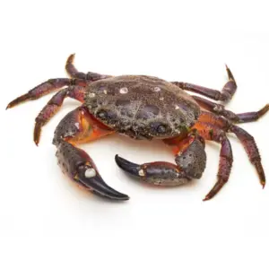Female Crab - 1Kg